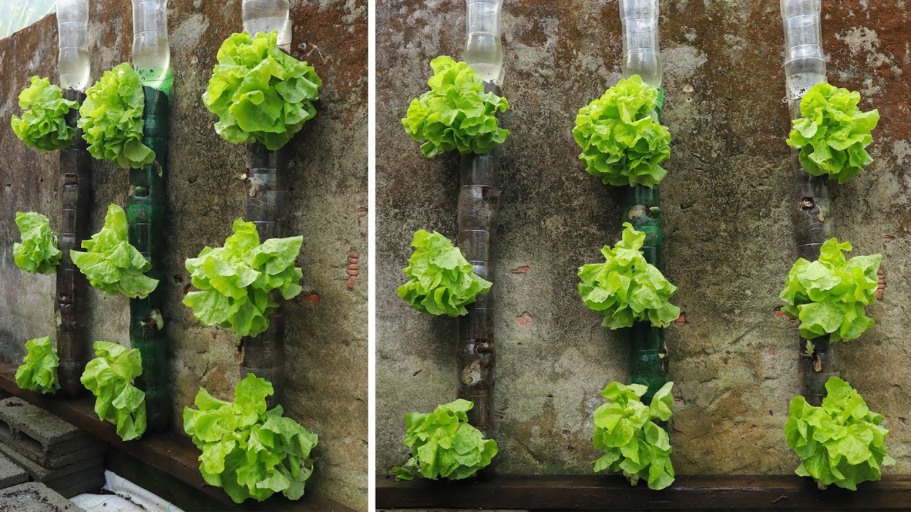Magical salad garden straight from recycled plastic bottles - YouTube