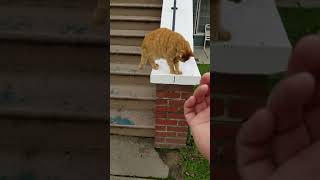 Polydactyl cat catches treat with paws