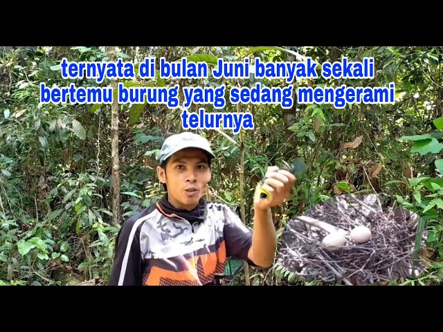 Nasip apes ⏸️ lagi asik ngebolang mikat burung di guyur hujan ‼️ otw langsung pulang class=