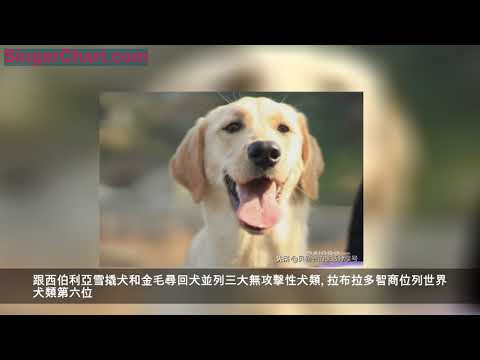 世界十大最忠誠的狗，我家阿布居然排第一
