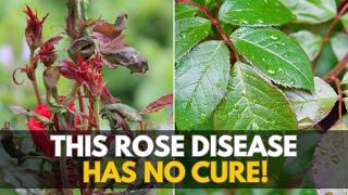 Rose Rosette Disease: Stop Ignoring This Red Flag — Inside the Killer Nobody Warns You About