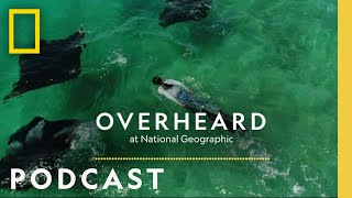 Going Undercover to Save Manta Rays | Podcast | Overheard at National Geographic