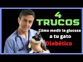 Cmo medir la glucosa a tu gato diabtico