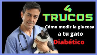 Cómo medir la glucosa a tu gato Diabético