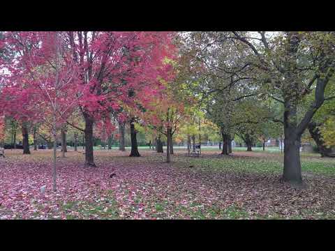 The Nature's way of welcoming Winter. #autumn #toronto #winter #christmas #canada #canadalife