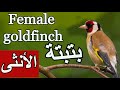 بتبتة انثى الحسون روعة  لتحفيز الذكر  Goldfinch batbata hason  singing best training