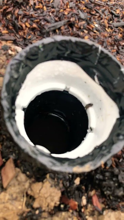 Meyer Lemon - deep watering & planting depth. #meyerlemon #deepwatering #gardening #homeorchard