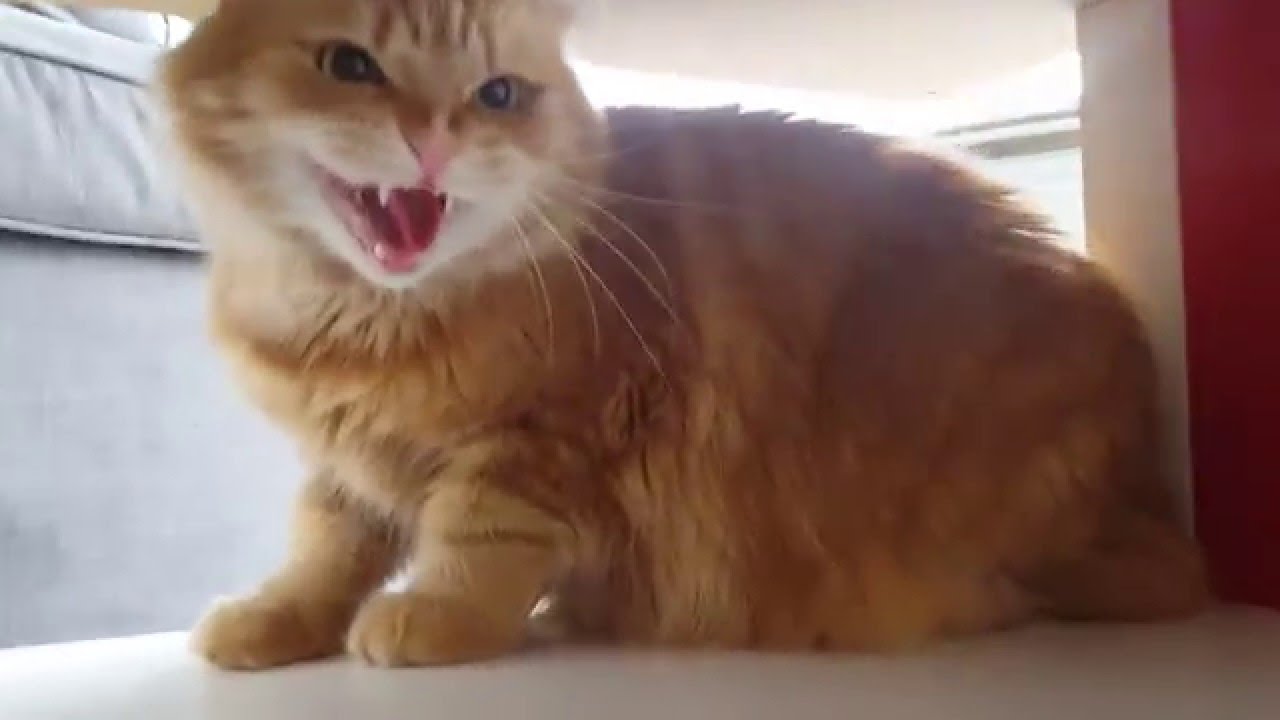 Ginger kitten Eliott hissing, just in case second edition YouTube