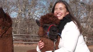 Visit Martha s Vineyard - Island Alpaca