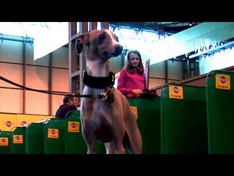 How To Know About Italian Greyhound
