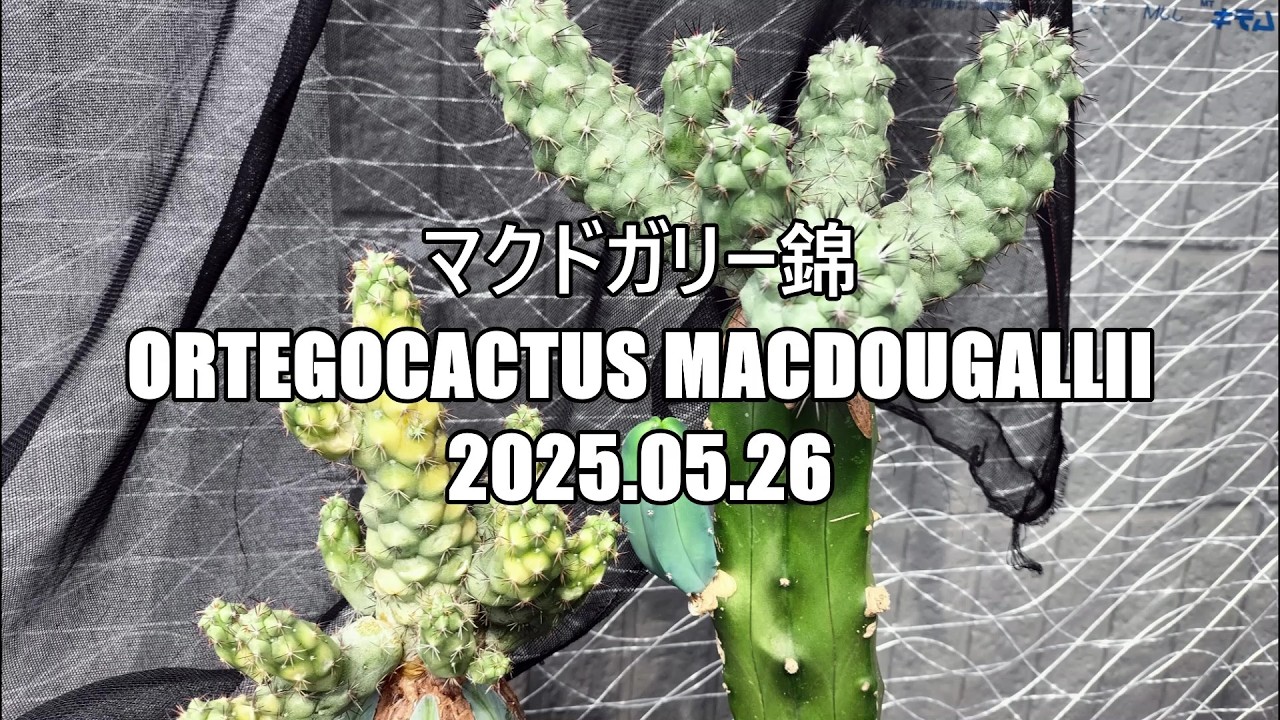 マクドガリー群生鉢付 マクドガリー錦 Ortegocactus macdougallii 2025 05 26 - YouTube