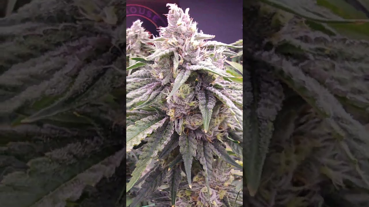 Why you need to reduce your light levels towards the end of flowering!