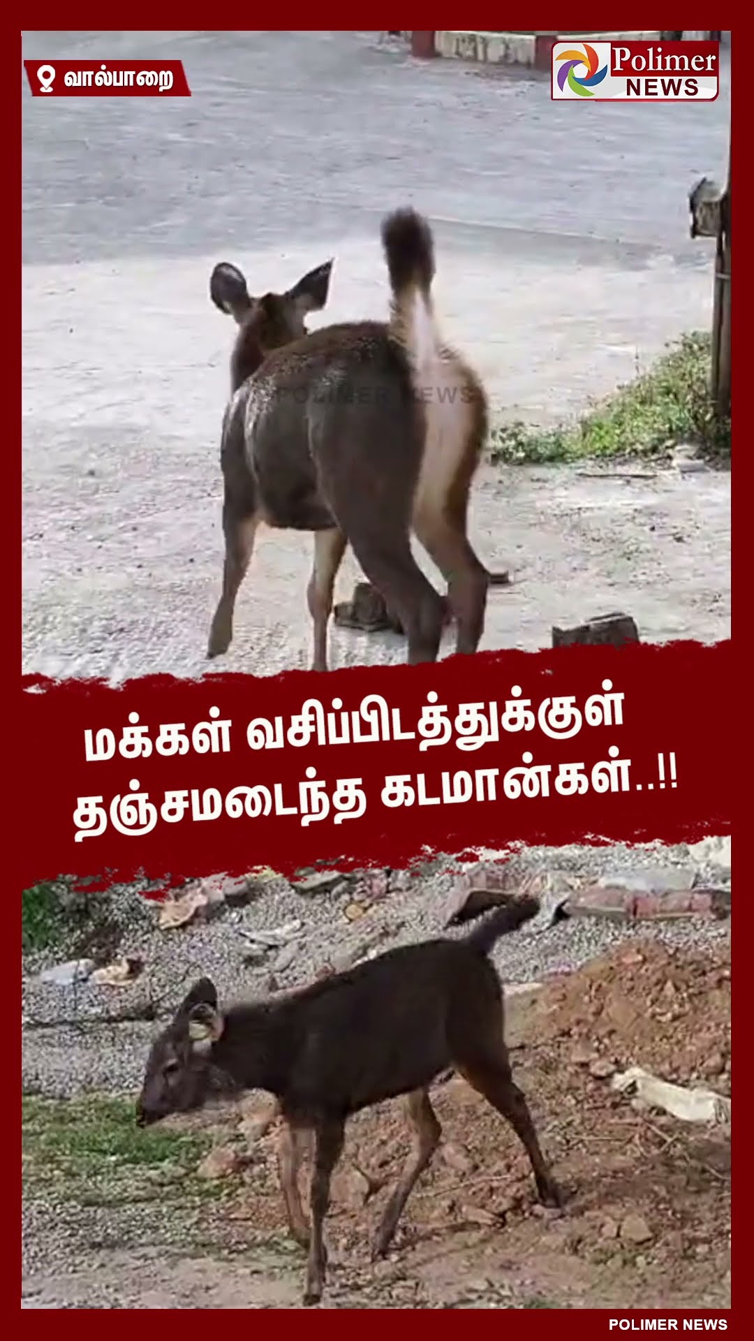 மக்கள் வசிப்பிடத்துக்குள் தஞ்சமடைந்த கடமான்கள்.. #shorts