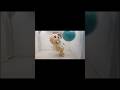 ball #shorts #funny