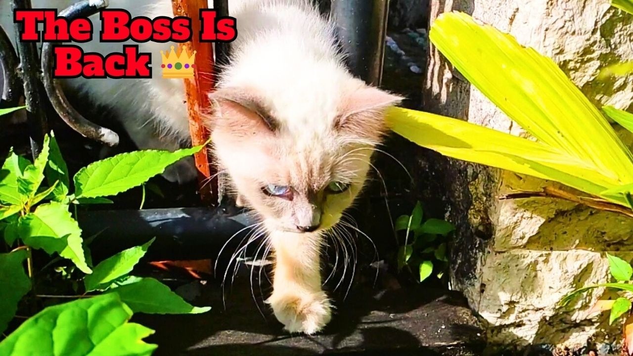 Когда Босс-кот снова появляется... и Эш этому не рад 😾👑