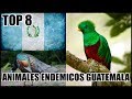 ANIMALES ENDÉMICOS de GUATEMALA - TOP 8