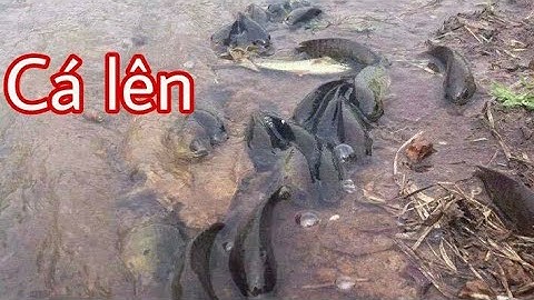 Trời mưa đi bắt cá rô, cá lóc lên - Những Video Triệu view | Bông lúa Miền Tây