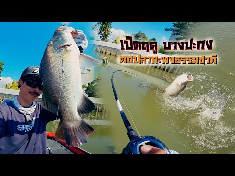 วีดีโอ: ปลาช่อน (รูป). ปลาช่อนแม่น้ำ. ปลากะพงขาว