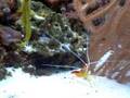 Skunk (Cleaner) Shrimp