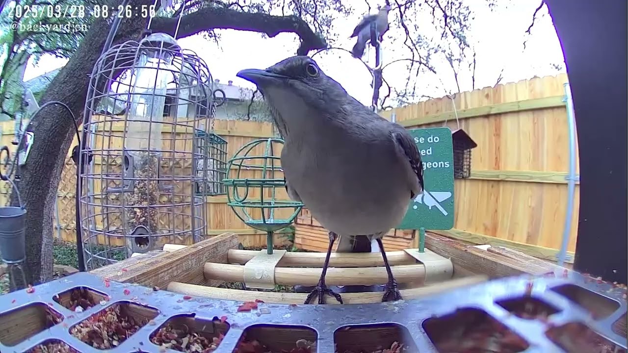 Backyard Bird Feeders March 2025 (BackyardJen)