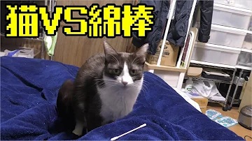 تحميل カメラ 発情 تحميل カメラ 発情