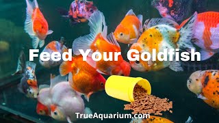 How often do you feed goldfish