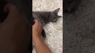 Cat Begging For Belly Rub Cute Russian Blue Cat Play Bite Tummy Scratch Kitten Petting
