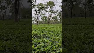 Assam tea