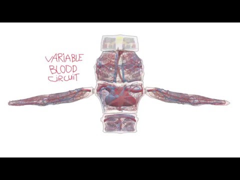 Oscar’s Variable Blood Circuit