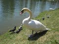 Симферополь, Гагаринский парк. Белые лебеди едят с рук. 03.05.2021