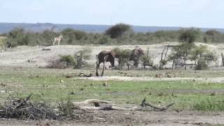 Elephants, with a tiny baby