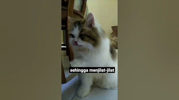 Watch the video about Cute Mix-Persian Cat #shorts