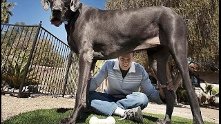 Самая большая собака в мире - дубль два