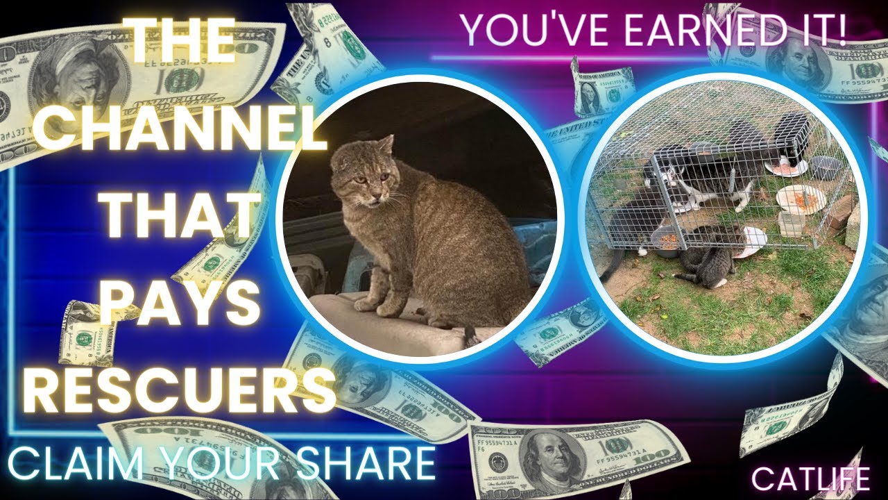 The cat channel that pays rescuers and caretakers ) YouTube