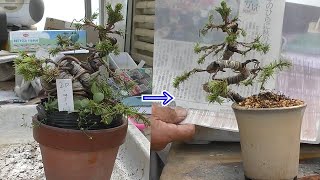 信じられないほど曲げられた蝦夷松の針金外しと植え替え - YouTube