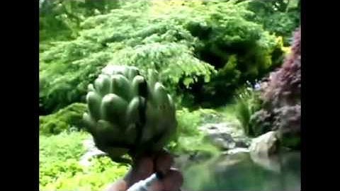 The Fibonacci Sequence & The Pine Cone