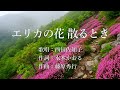 エリカの花 散るとき 西田佐知子さんの歌唱です