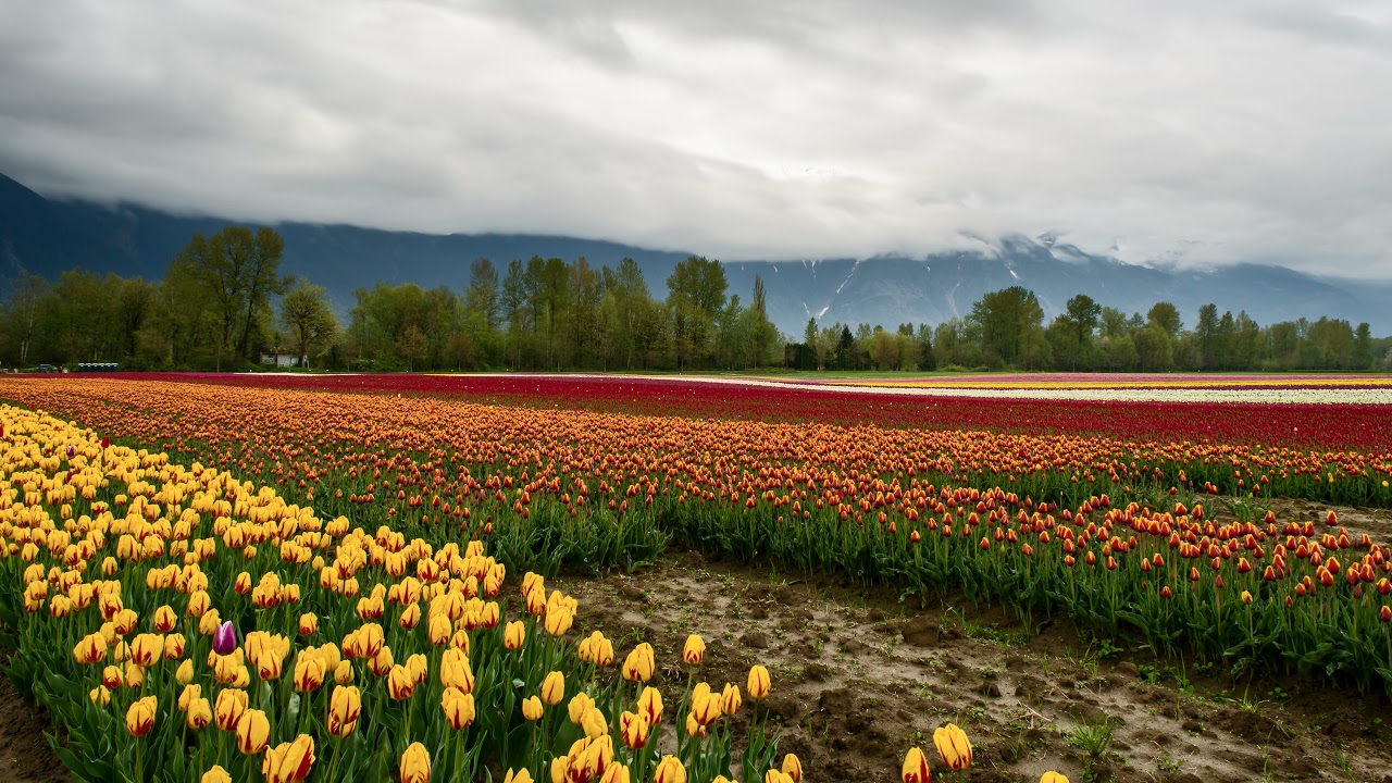 Best Nature Drone Footage 4k (No Copyright)