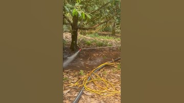 Tưới sử lý nấm bệnh nứt thân xì mủ - vàng lá thối rễ