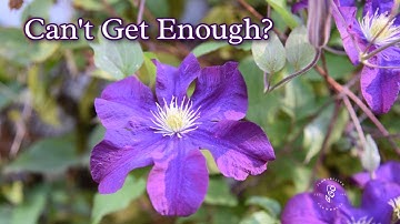 Keep Clematis Blooming, Tips for Encouraging More Flowers!