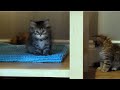 Siberian Kittens playing
