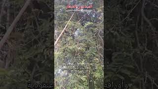 قطف ثمار شجرة التمر الهندي في عُمان
