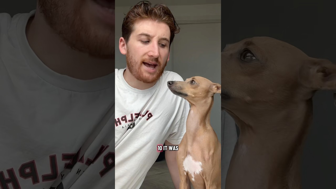 Rating my dogs life choices 