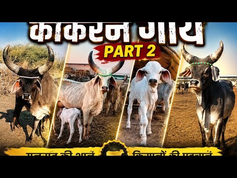 કૈયારી લખપત કચ્છ ની ગાયો ગૌરસિય ગૌશાળા કેરા કચ્છ top kankrej cow Kutch Gujarat 
