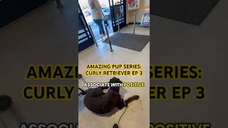 Amazing Pup Series: Ep 3 Leash Training at Petsmart #dogtraining #dogseries #foryou #leashtraining