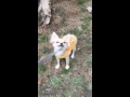 チワワの銀さん まだ帰りたくない おしゃべりペット
