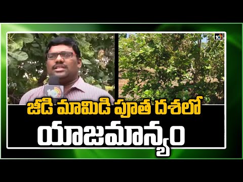 జీడి మామిడి పూత దశలో యాజమాన్యం | Jeedi Mamidi Cultivation | Matti Manishi | 10TV News