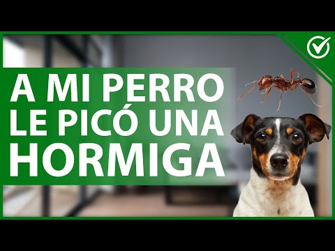 Video: ¿Qué haces cuando un perro es atacado por hormigas?