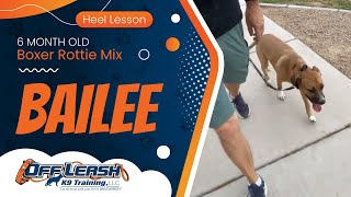 6mo Boxer Rottie Mix Bailee ~ Best Boxer Rottweiler Trainers ~ Off Leash K9 Training Phoenix