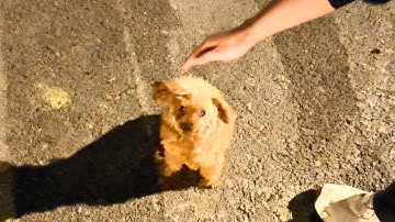 Van tranen naar vertrouwen Een middernachtelijke redding die verandert